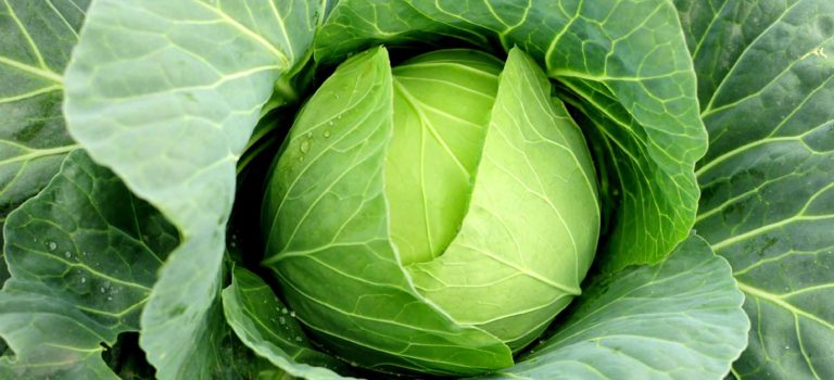 What to Do with Your Cabbage Bounty