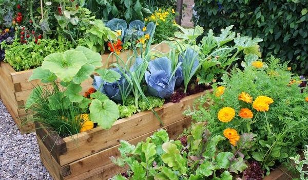 Growing Your Own Fruit and Veggie Garden
